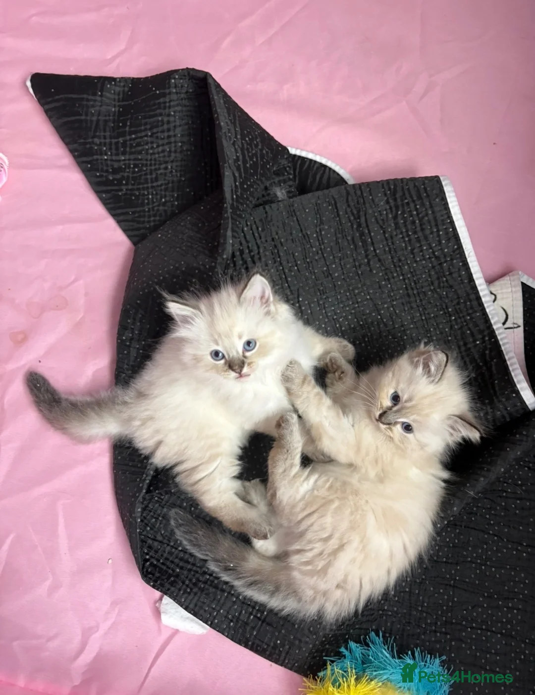 Ragdoll cats for sale: Beautiful Ragdoll Kittens - Advert 1