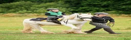 Irish Cob horses for sale: For loan kind natured cob gelding 12.3hh - Advert 4