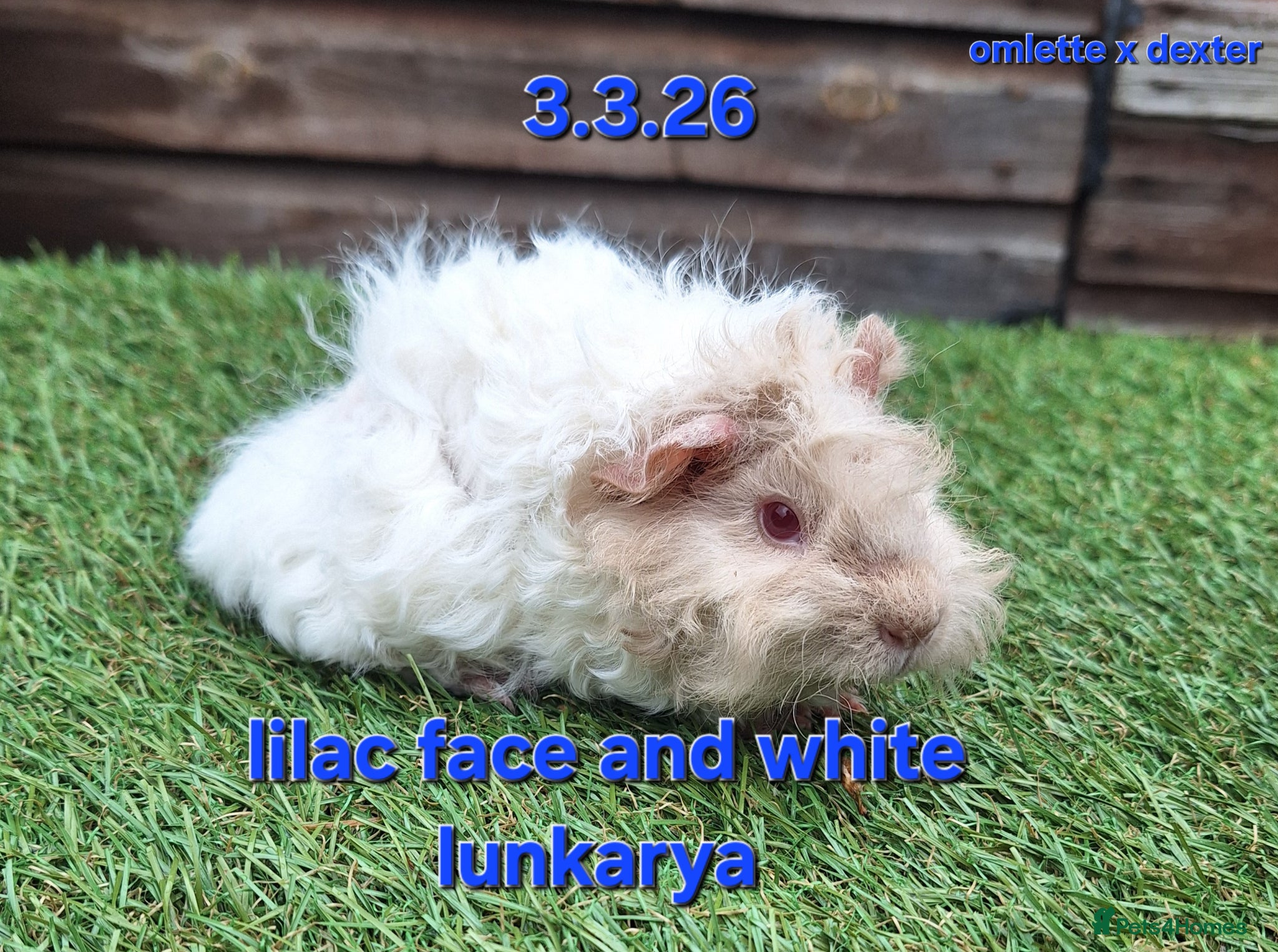 Guinea Pig rodents Purebred lunkarya guinea pig boars - Advert 20