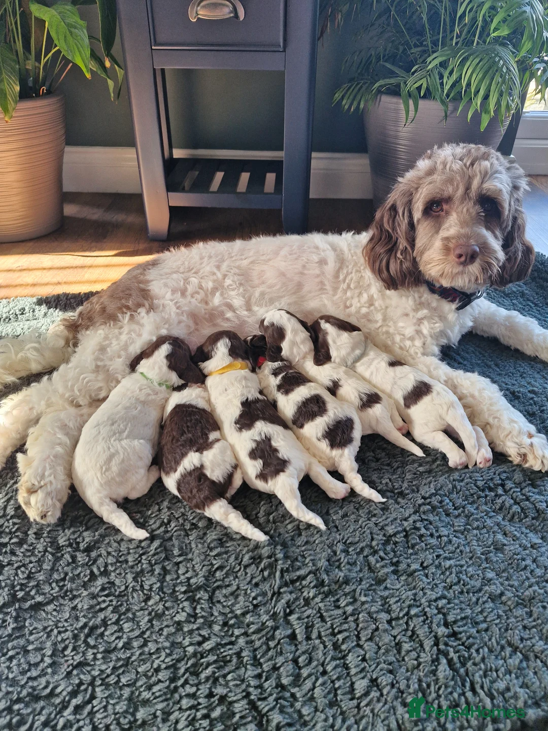 Sproodle dogs for sale: 🐾 Adorable Sproodle Puppies for Sale 🐾 in Swadlincote - Advert 37