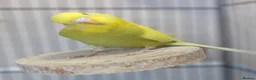 Budgerigars birds for sale: Outstanding pet baby budgies priced from £25 - Advert 10