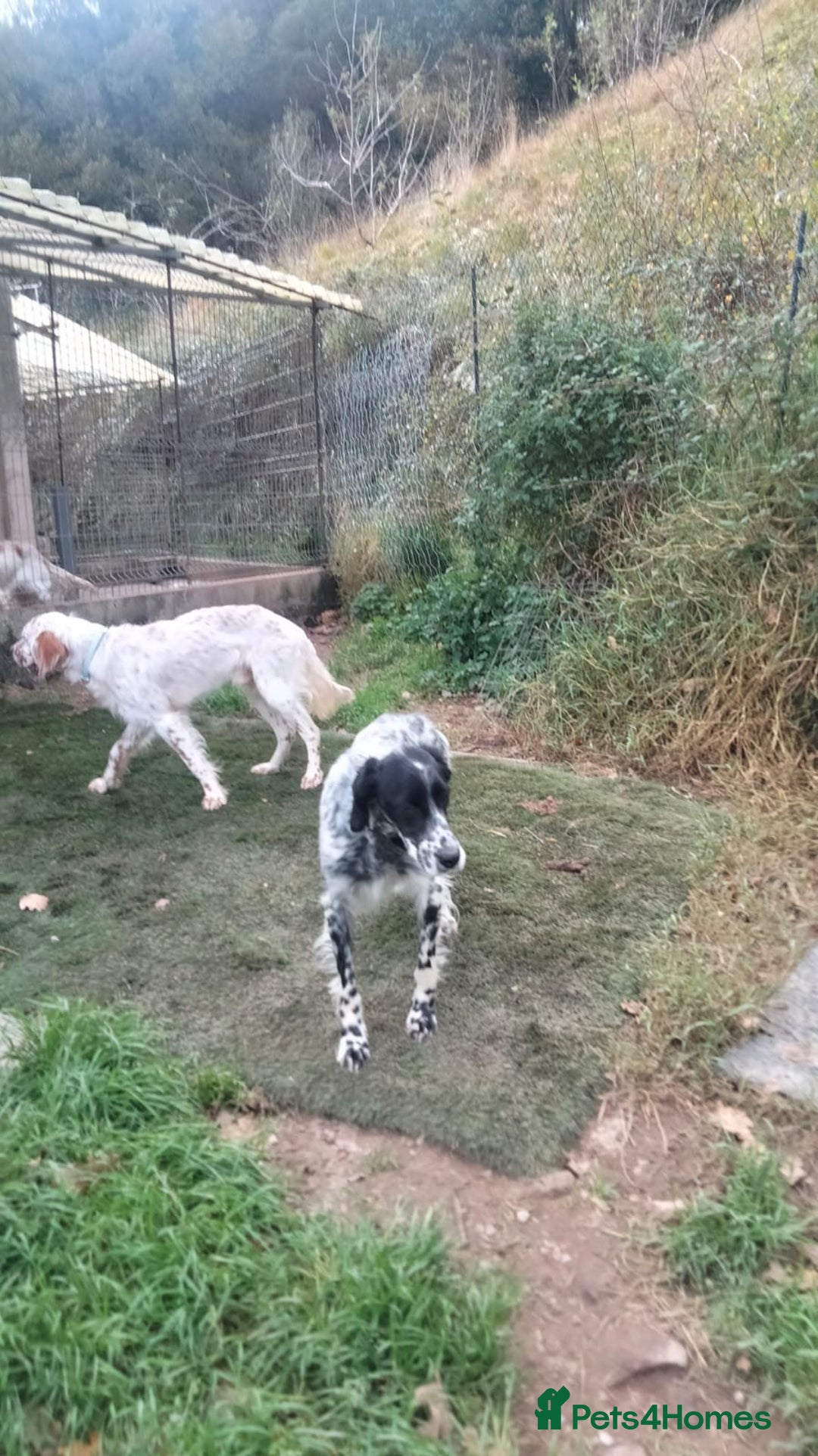 English Setter dogs for adoption: Ras   - Advert 10