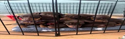 Dachshund dogs for sale: Stunning Chocolate & Tan Dachshund Puppies - Advert 4