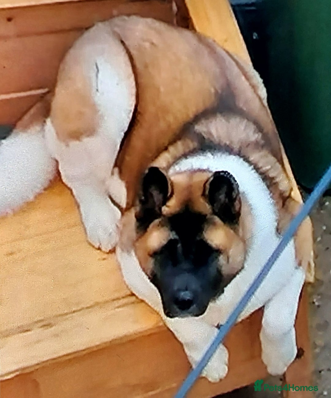 Akita dogs for sale: Akita pup (female) - Advert 4