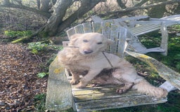 Golden Retriever dogs for sale: Golden Retreiver Adult Girl Rehome - Image 2