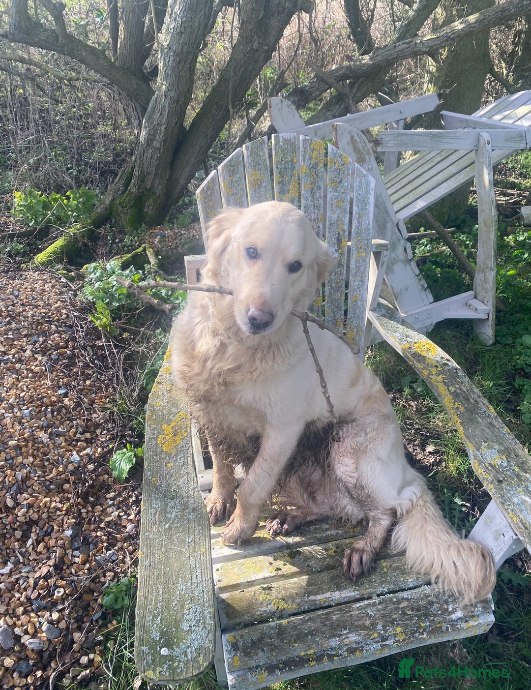 Golden Retriever dogs for sale: Golden Retreiver Adult Girl Rehome - Image 2