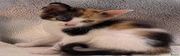 Mixed Breed cats for sale: Stunning mixture of kittens - Advert 9
