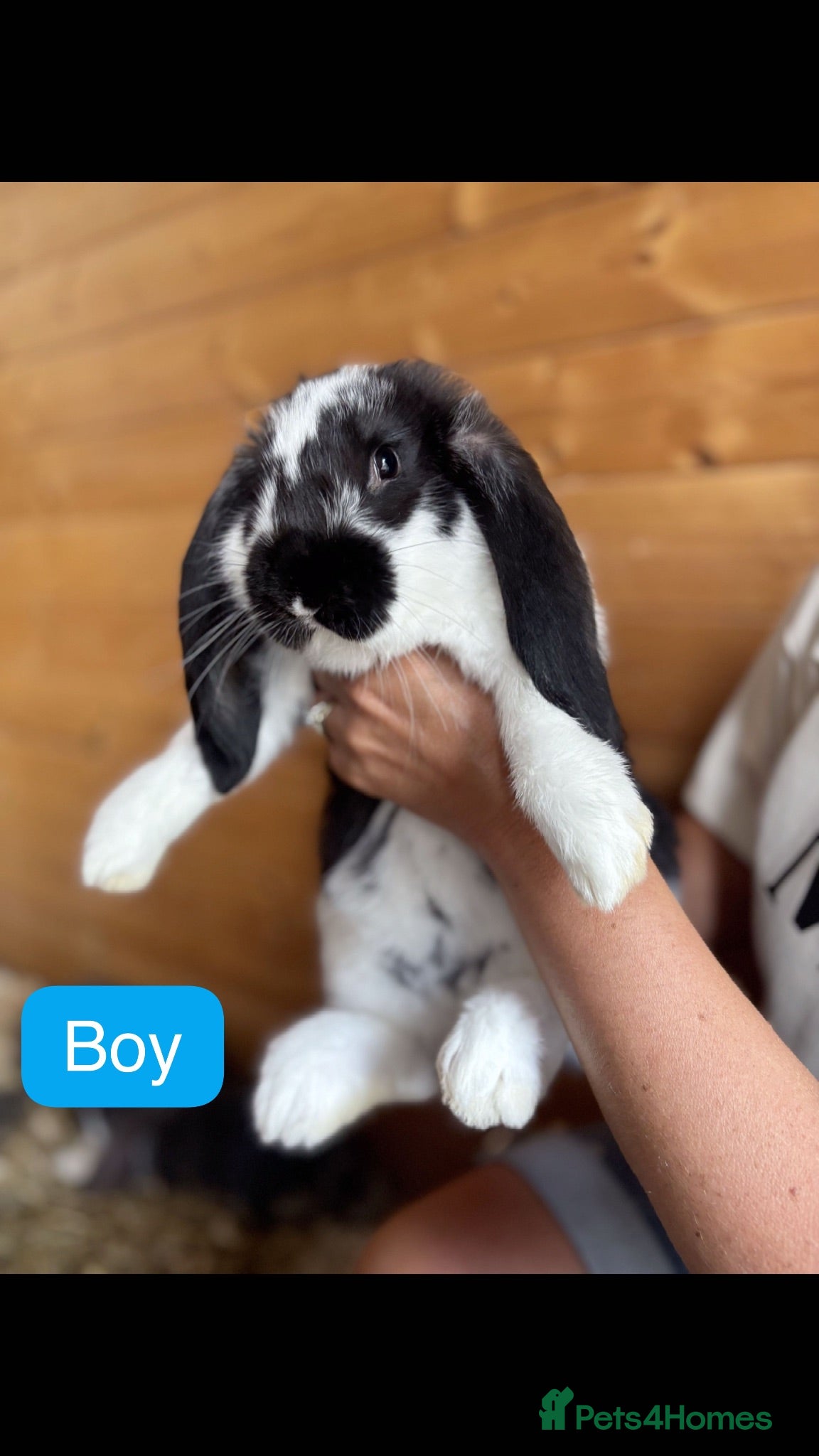 French Lop rabbits Gorgeous French lop babies - Advert 14