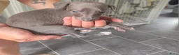 Whippet dogs for sale: Stunning small KC registered whippets  - Advert 11