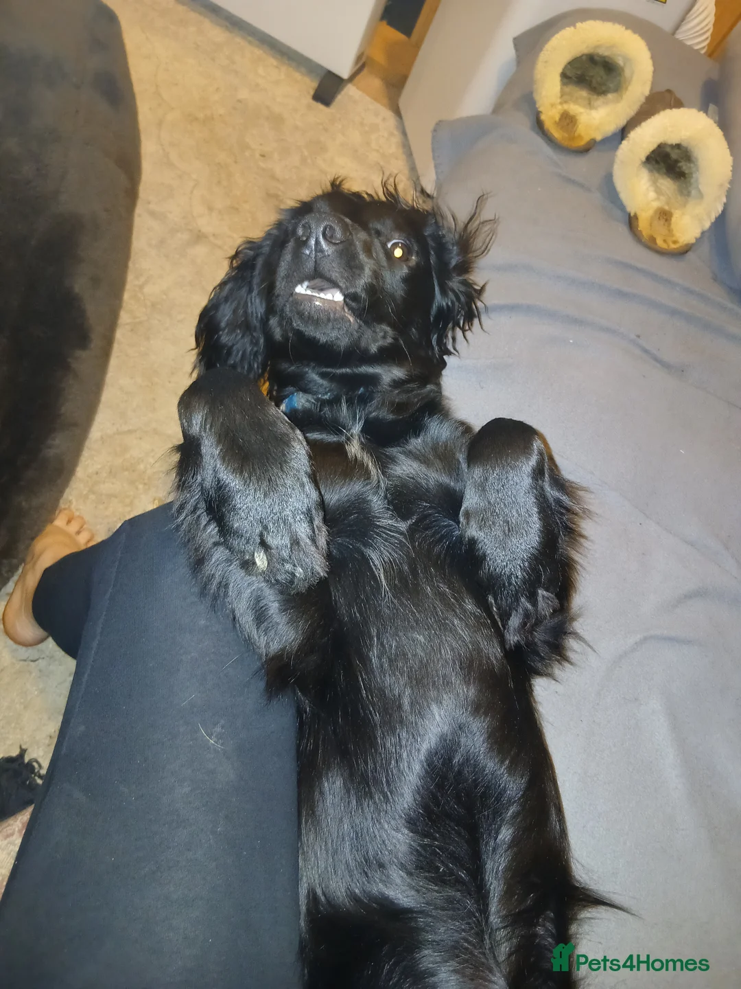 Mixed Breed dogs for sale: 9 Month Old Springador. Looking for a new home - Advert 9