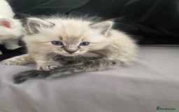Ragdoll cats for sale: 6 ragdoll kittens  - Image 16