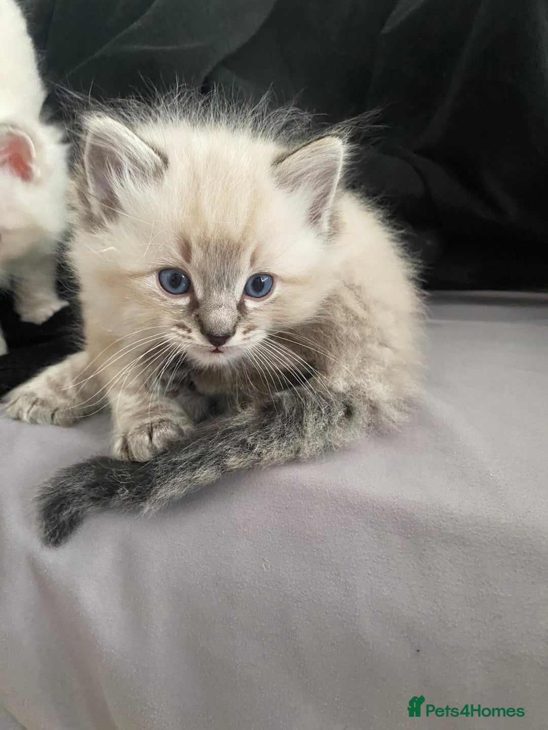 Ragdoll cats for sale: 6 ragdoll kittens  - Image 16