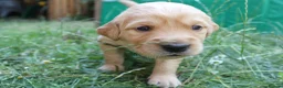 Golden Retriever dogs for sale: Litter of Golden Retriver puppies in Peterborough - Advert 16
