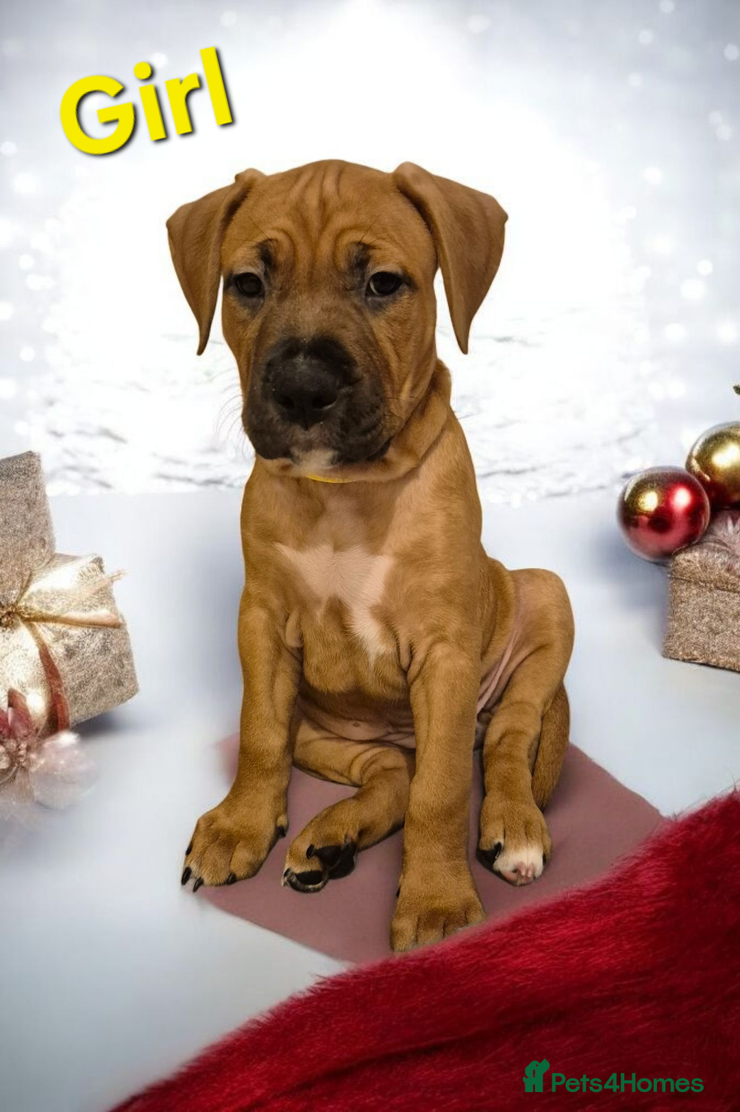 Mixed Breed dogs for sale: Bullmastiff x puppies 🐶  - Advert 1