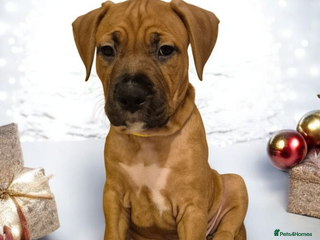 Mixed Breed dogs Bullmastiff x puppies 🐶 - Advert 11