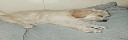 Cockapoo dogs for sale: F1 champagne cockerpoo 12 weeks old in Sheffield - Advert 3