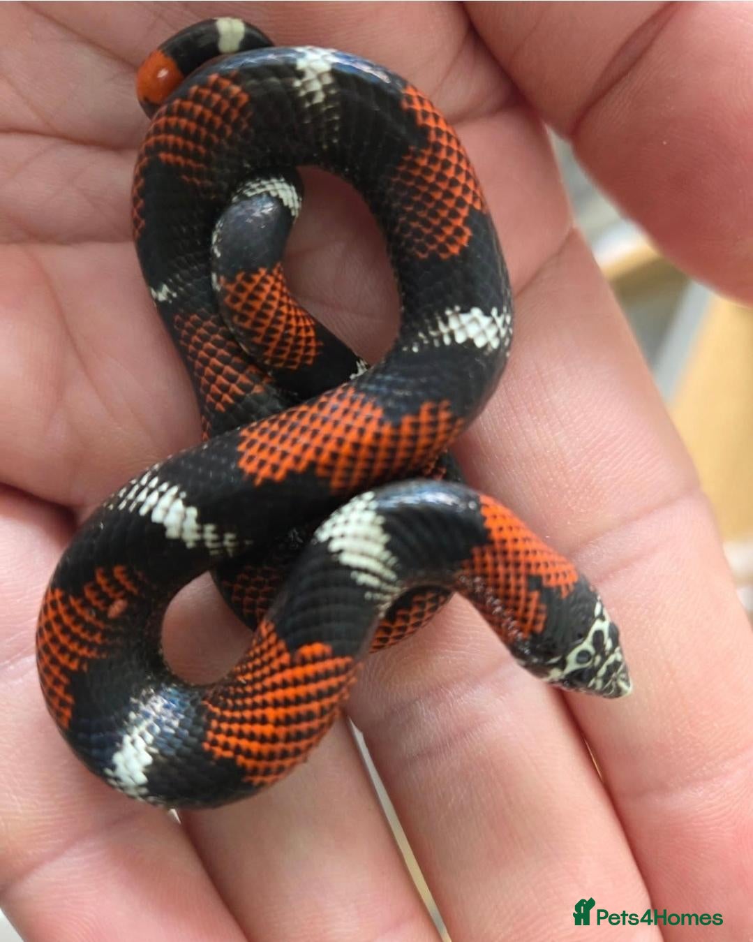 Snake reptiles Unrelated Pairs of tri colour hognose snakes - Advert 15