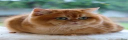 British Shorthair cats for sale: Ready Now Stunning Golden Girl British Shorthair - Advert 7