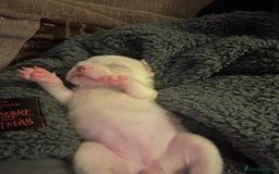 French Bulldog dogs for sale: French bulldog puppies (fluffy gene carriers) - Image 2