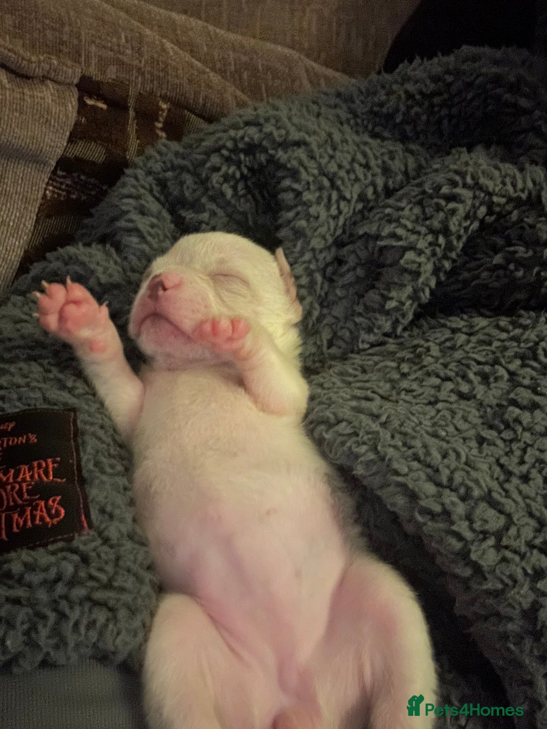 French Bulldog dogs for sale: French bulldog puppies (fluffy gene carriers) - Image 2