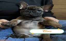 French Bulldog dogs for sale: 🌟 Beautiful French Bulldog Puppies  - Advert 10