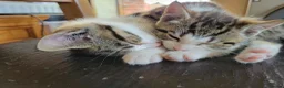 Mixed Breed cats for sale: 2 boys kittens ready to leave - Advert 1