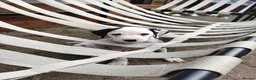 Dalmatian dogs for sale: 1 boy , 2 girls left  - Advert 34