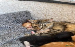 American Shorthair cats for sale: 4 male kittens for sale! - Image 3