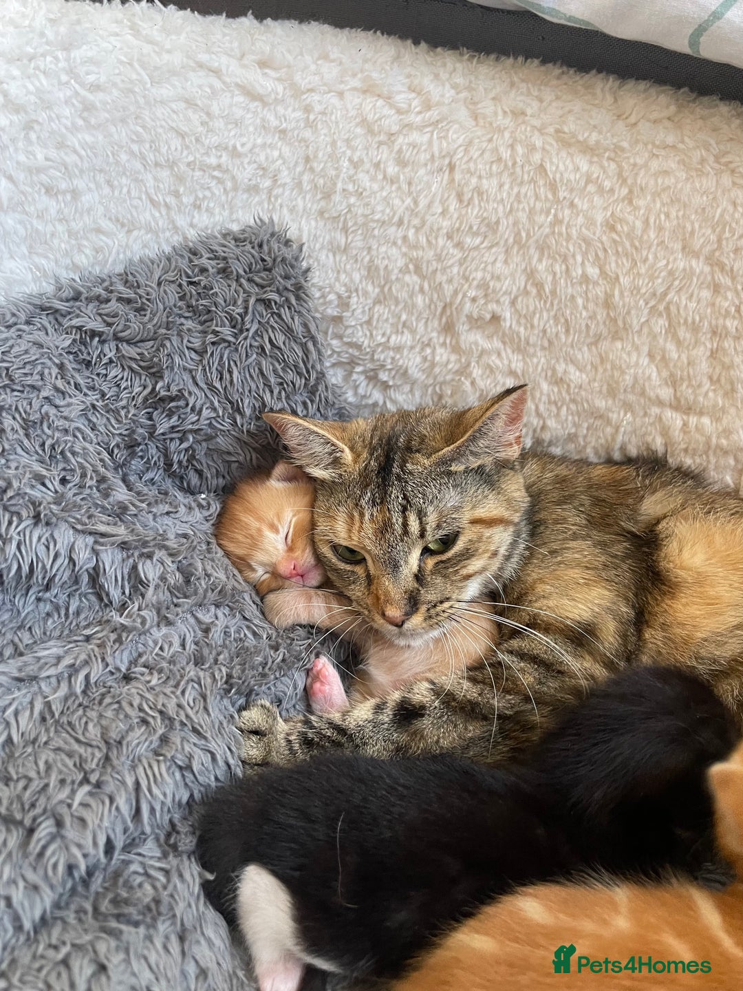 American Shorthair cats for sale: 4 male kittens for sale! - Image 3
