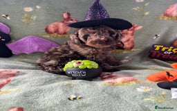 Cockapoo dogs for sale: PRA clear F1b Cockapoo puppies  - Image 36