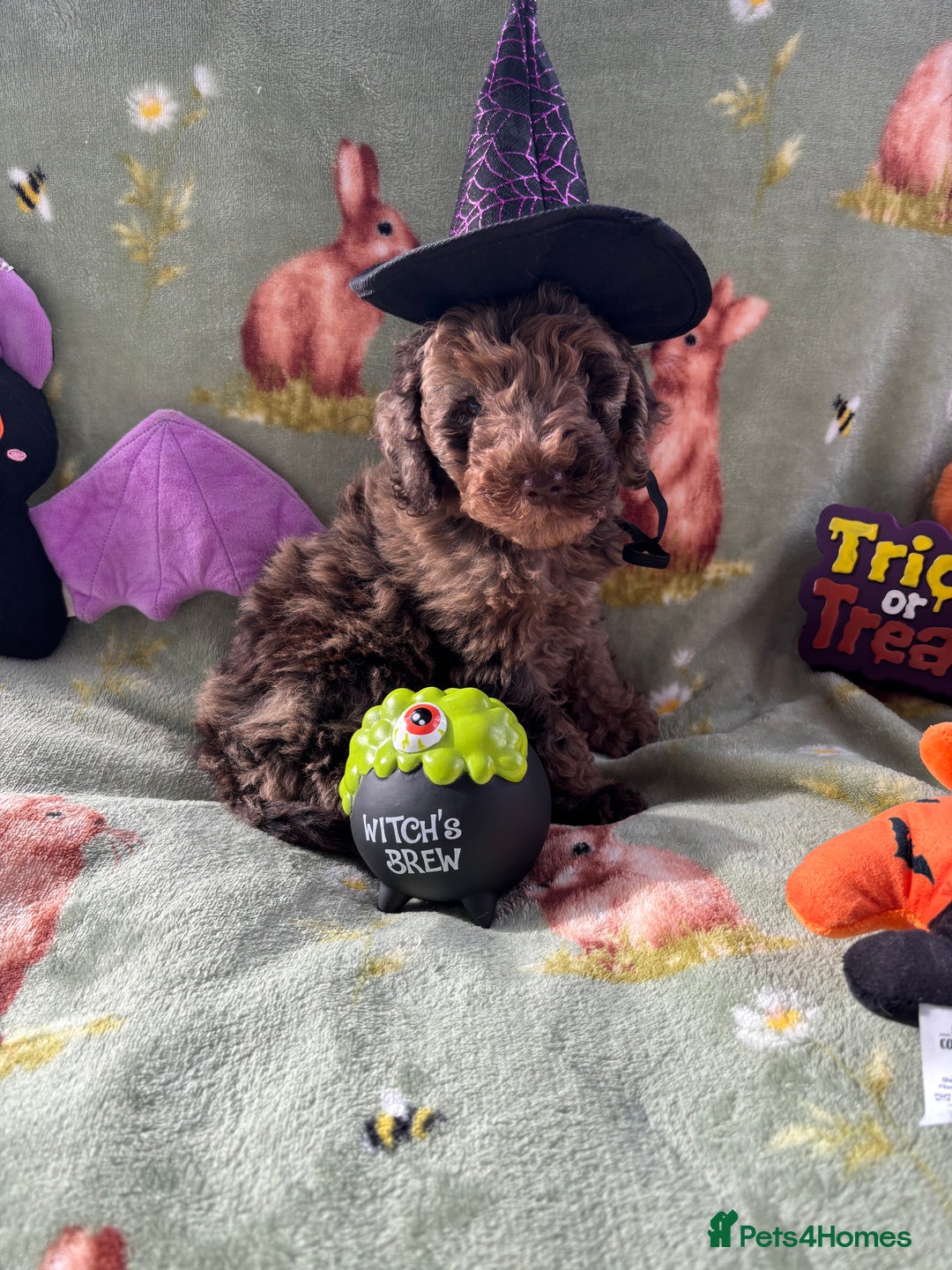 Cockapoo dogs for sale: PRA clear F1b Cockapoo puppies  - Image 36