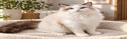 Ragdoll cats for sale: STUNNING GCCF REGISTRED RAGDOLLS - Advert 2