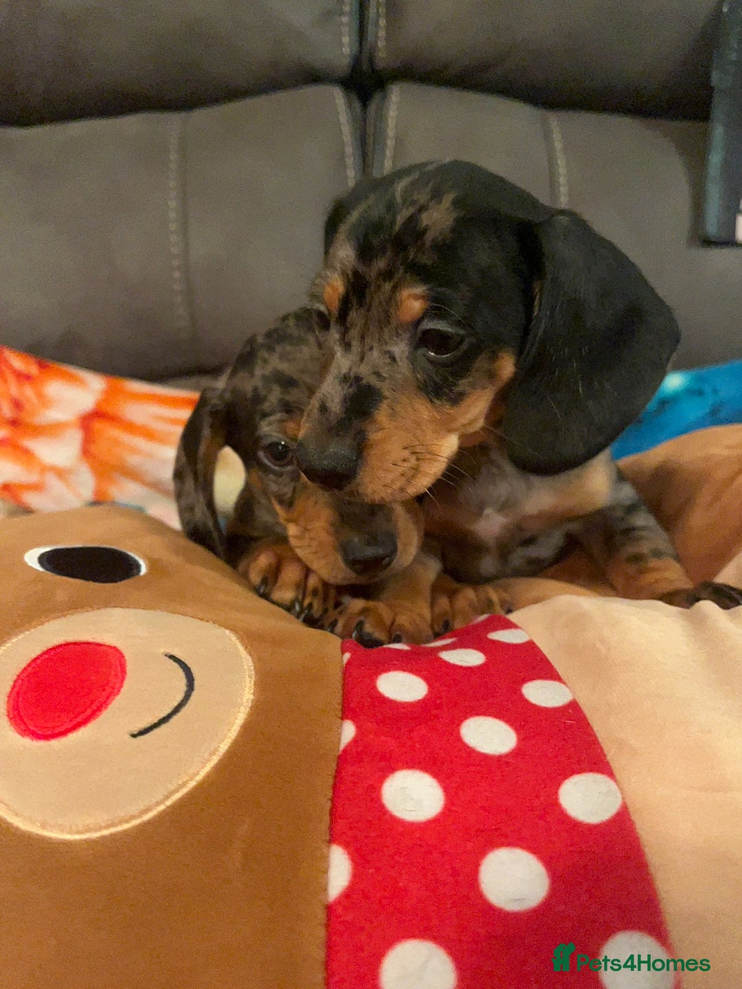 Dachshund dogs for sale: Just one girl left. Ready for her new homes - Advert 31