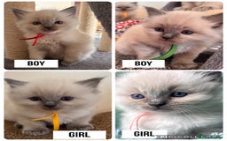 Ragdoll cats for sale: Ragdoll kittens (2 boys and 2 girls)  - Image 1