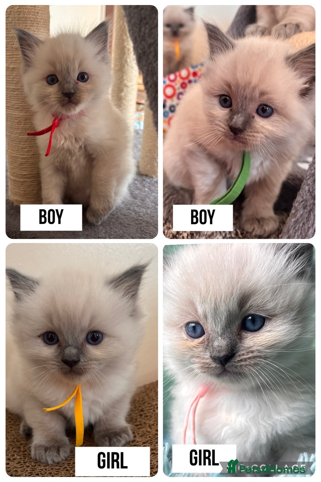 Ragdoll cats for sale: Ragdoll kittens (2 boys and 2 girls)  - Image 1