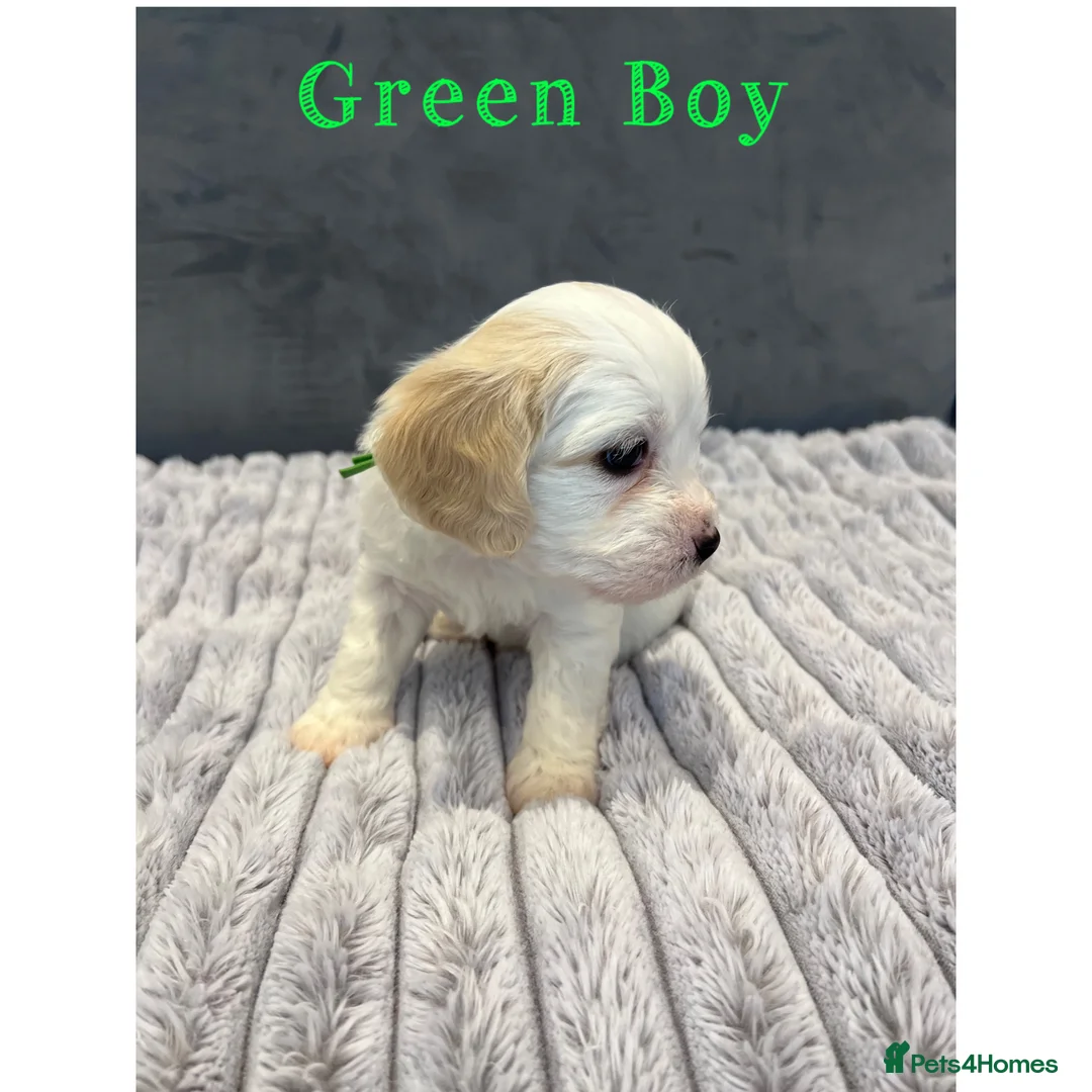 Cavachon dogs for sale: 🐶 Adorable Cavachon Puppies for Sale! 🐾 - Advert 12