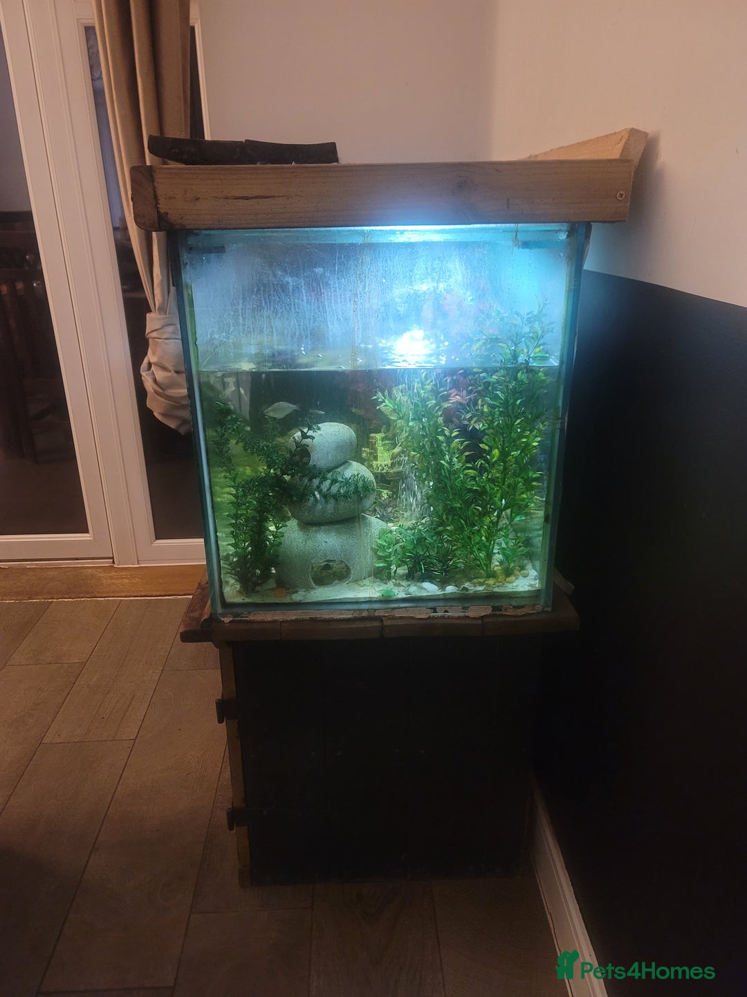 Tetras fish for sale: Tropical Fishtank including fish for sale - Image 3