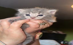 Mixed Breed cats for sale: 1 male 1 female tabby - Image 3