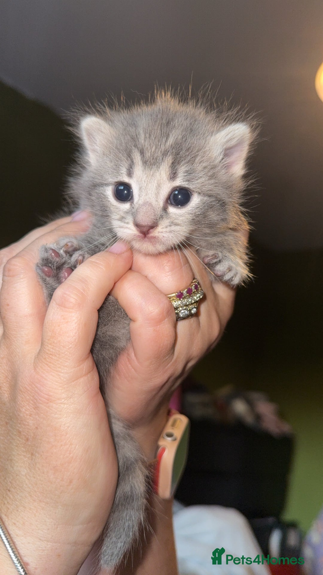 Mixed Breed cats for sale: 1 male 1 female tabby - Image 3