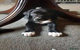 Mixed Breed dogs for sale: 4x Lab×Collie puppys - Image 12