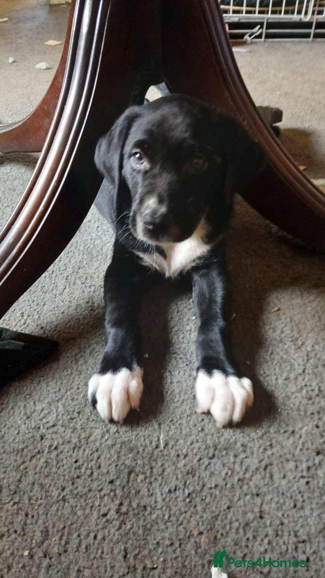 Mixed Breed dogs for sale: 4x Lab×Collie puppys - Image 12