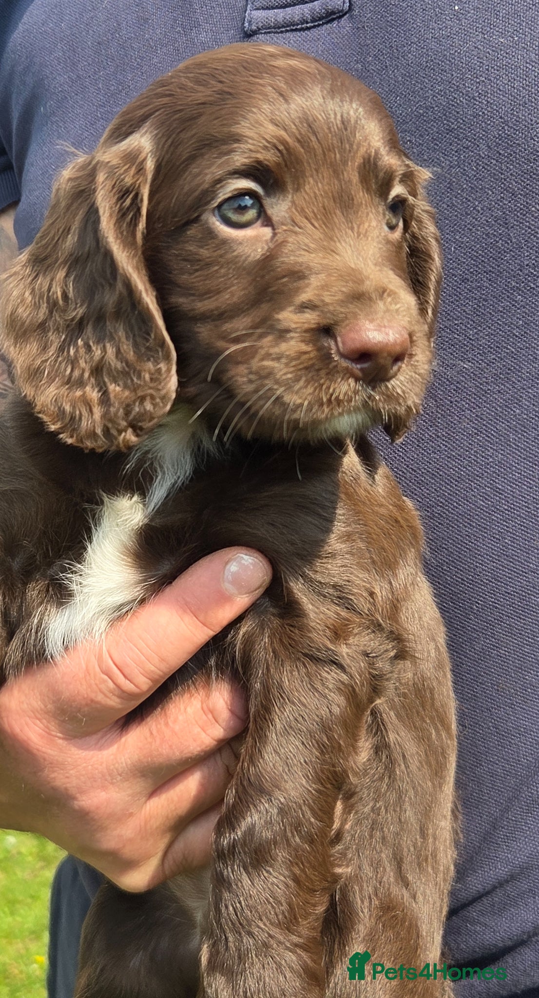 Cocker Spaniel dogs 🤎 KC Reg Working Cocker Spaniel puppies 🤎 - Advert 1