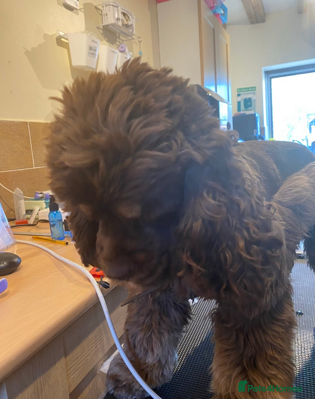 American Cocker Spaniel dogs for stud: Chocolate & Tan Proven KC American Cocker Stud in Doncaster - Image 9