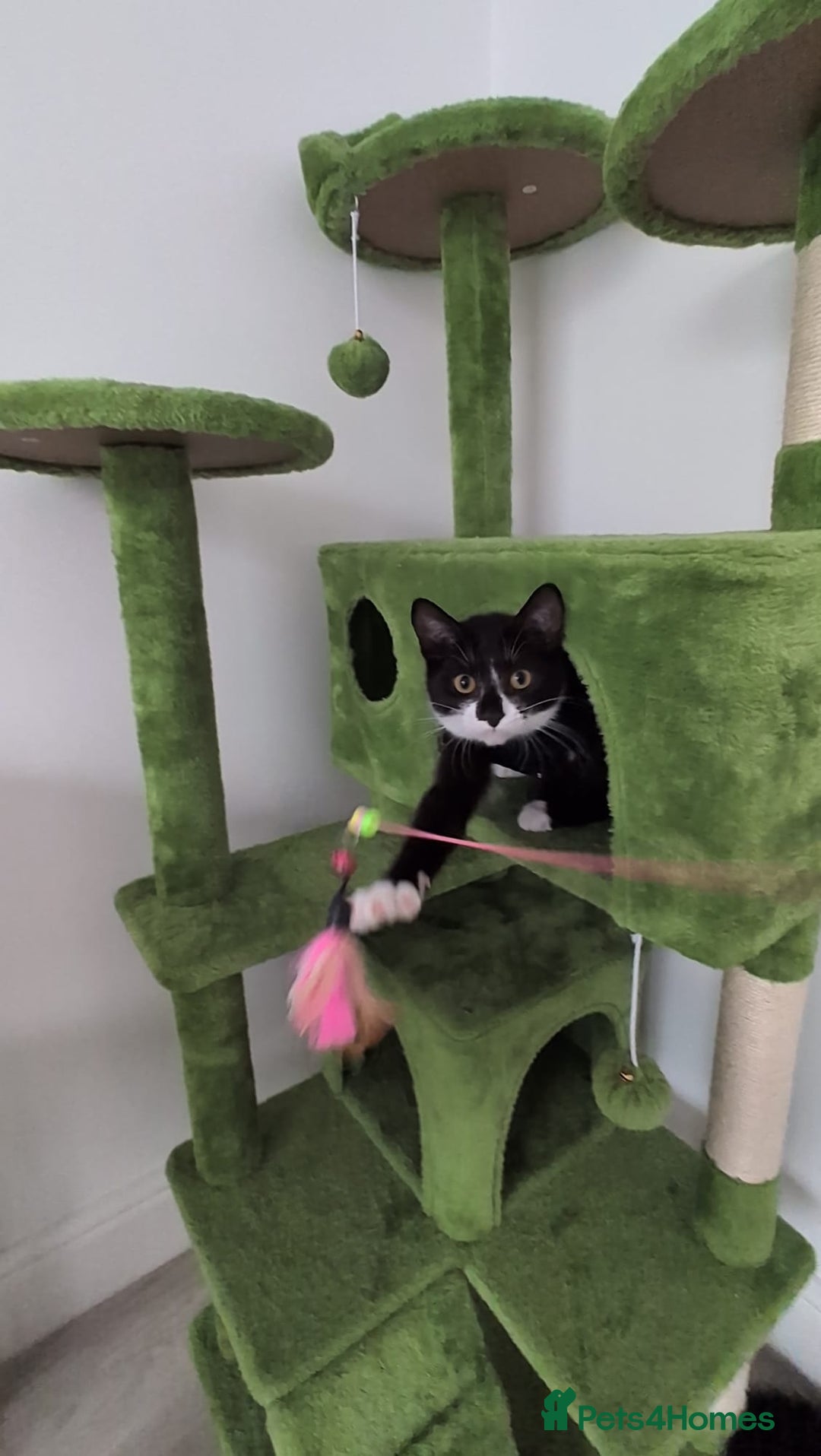 Domestic Shorthair cats for sale: 3 boys, 1 girl kittens  - Image 19