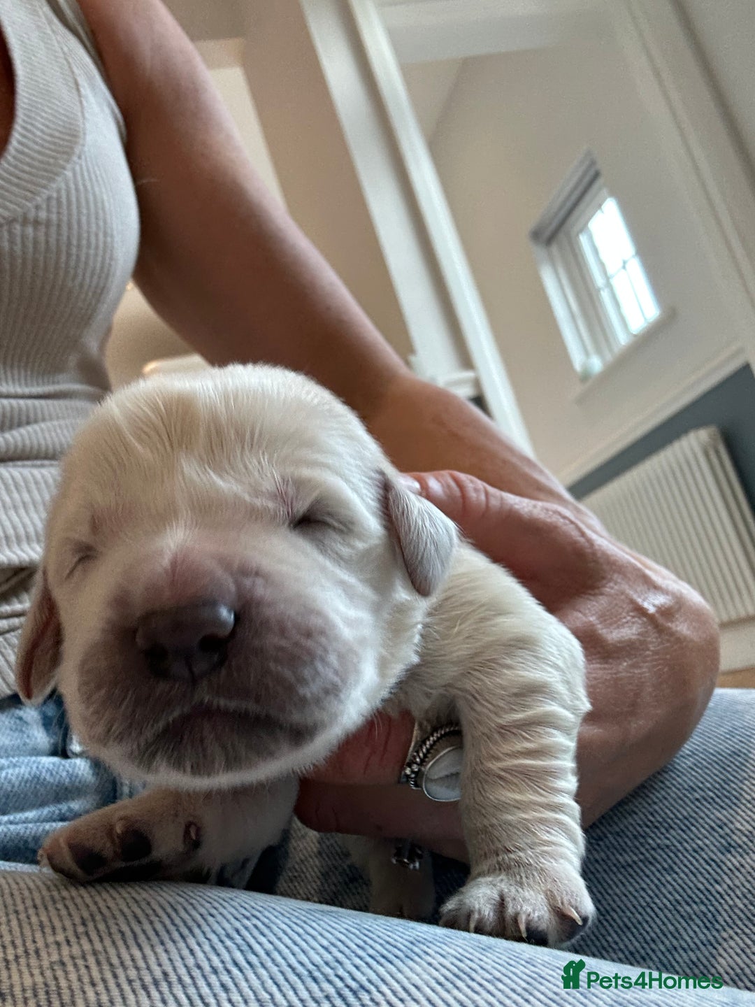 Golden Retriever dogs for sale: Champion line cream golden retriever puppies - Advert 14