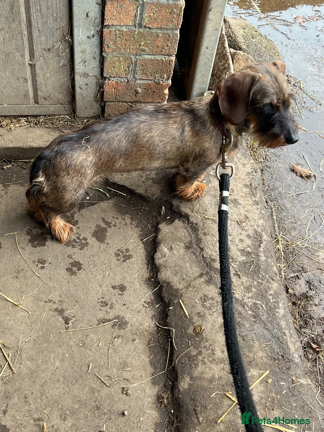 Dachshund dogs for sale: Teckel puppies for sale - Advert 2