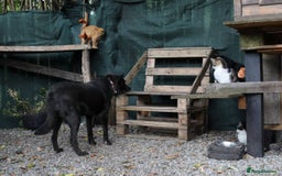 Mixed Breed dogs for adoption: 💖🐶 MARY 🐶💖 - Advert 9