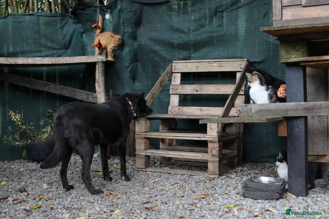 Mixed Breed dogs for adoption: 💖🐶 MARY 🐶💖 - Advert 9