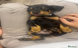 Dobermann dogs for sale: Doberman puppies  - Image 10