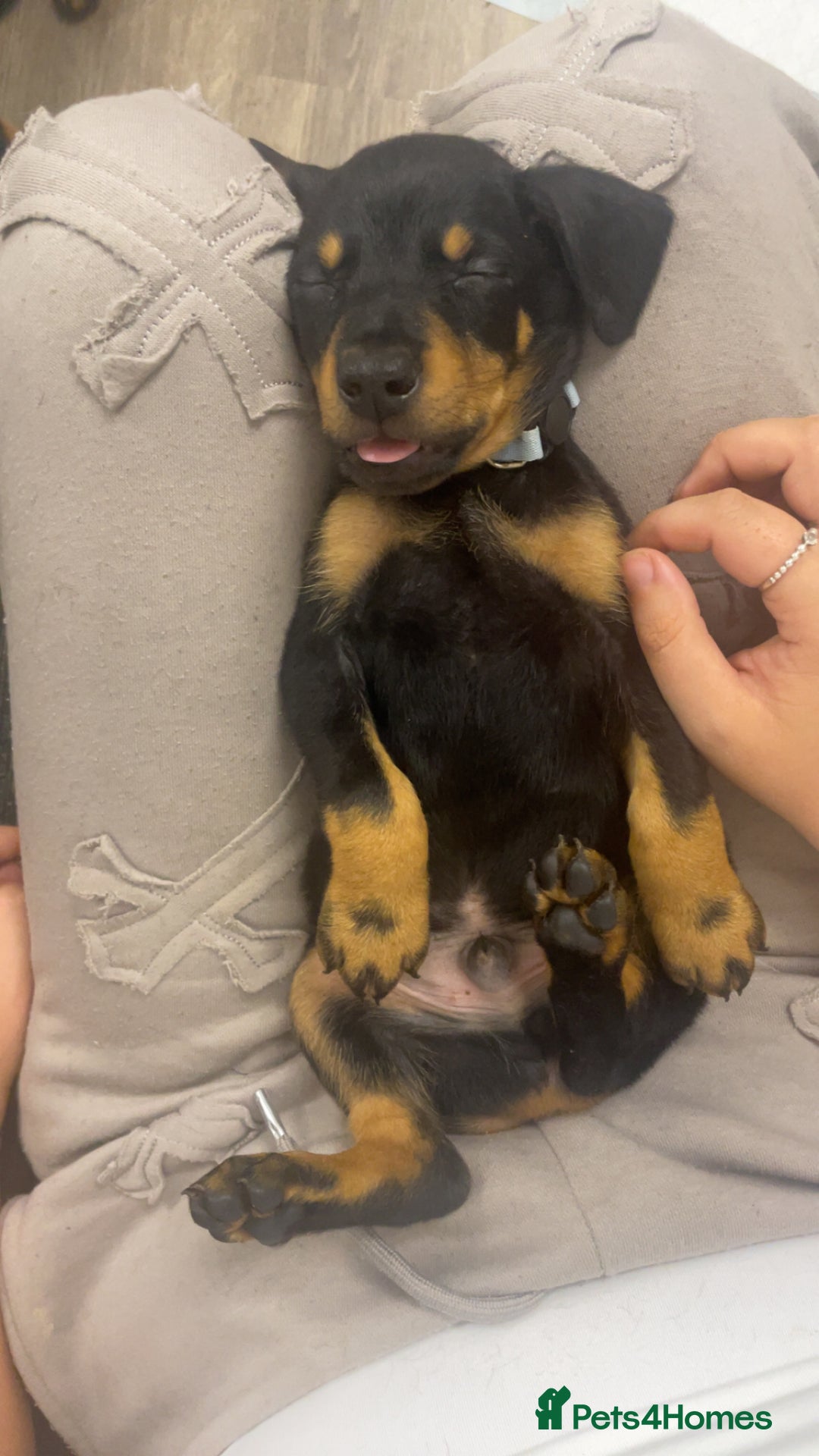 Dobermann dogs for sale: Doberman puppies  - Image 10